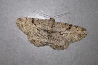 Peribatodes rhomboidaria