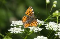 Araschnia levana