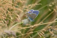 Polyommatus icarus