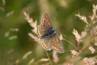 Aricia agestis