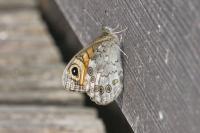 Lasiommata maera