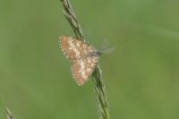 Ematurga atomaria