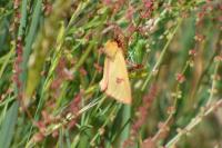 Diacrisia sannio