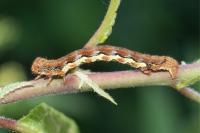 Erannis defoliaria