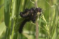 Aglais io