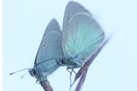 Glaucopsyche alexis