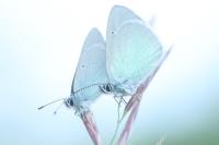 Glaucopsyche alexis