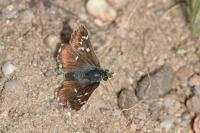 Spialia sertorius