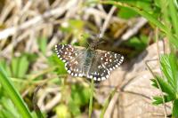 Pyrgus malvae