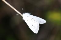 Diaphora mendica