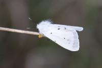 Diaphora mendica