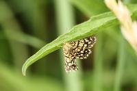 Chiasmia clathrata