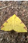 Opisthograptis luteolata