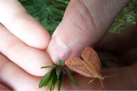 Miltochrista miniata