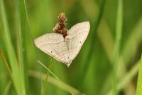 Scotopteryx