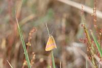 Lythria cruentaria