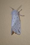 Spilosoma lubricipeda