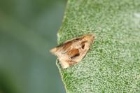Archips crataegana