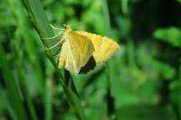 Camptogramma bilineata