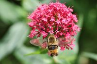 Hemaris tityus