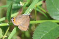 Satyrium pruni