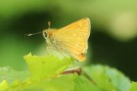 Ochlodes sylvanus