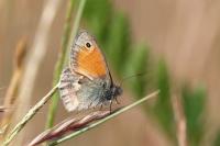 Coenonympha pamphilus