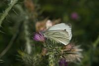 Pieris napi