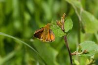 Ochlodes sylvanus