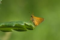 Ochlodes sylvanus