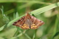 Euclidia glyphica