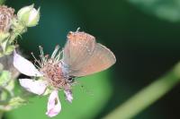 Satyrium ilicis