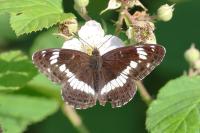 Limenitis camilla