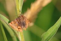 Euclidia glyphica