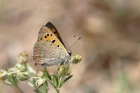 Lycaena phlaeas