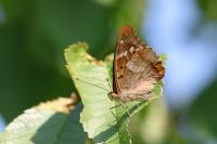 Apatura ilia