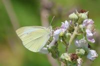 Pieris rapae