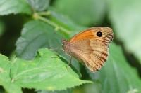 Maniola jurtina