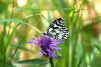 Melanargia galathea