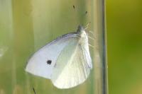Pieris rapae