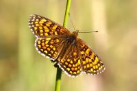 Melitaea athalia