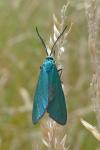 Jordanita globulariae