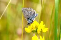 Polyommatus icarus