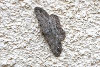 Hypomecis punctinalis