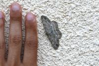Hypomecis punctinalis