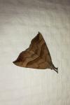 Hypena proboscidalis