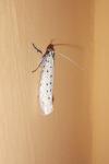 Yponomeuta