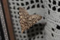 Aglossa pinguinalis