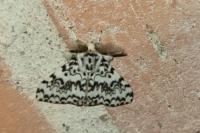 Lymantria monacha
