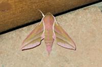 Deilephila elpenor